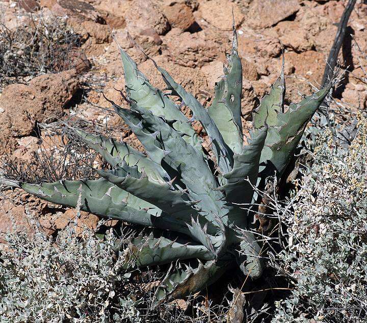 Слика од Agave sobria subsp. roseana (Trel.) Gentry