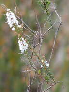 Image of Leucopogon glabellus R. Br.
