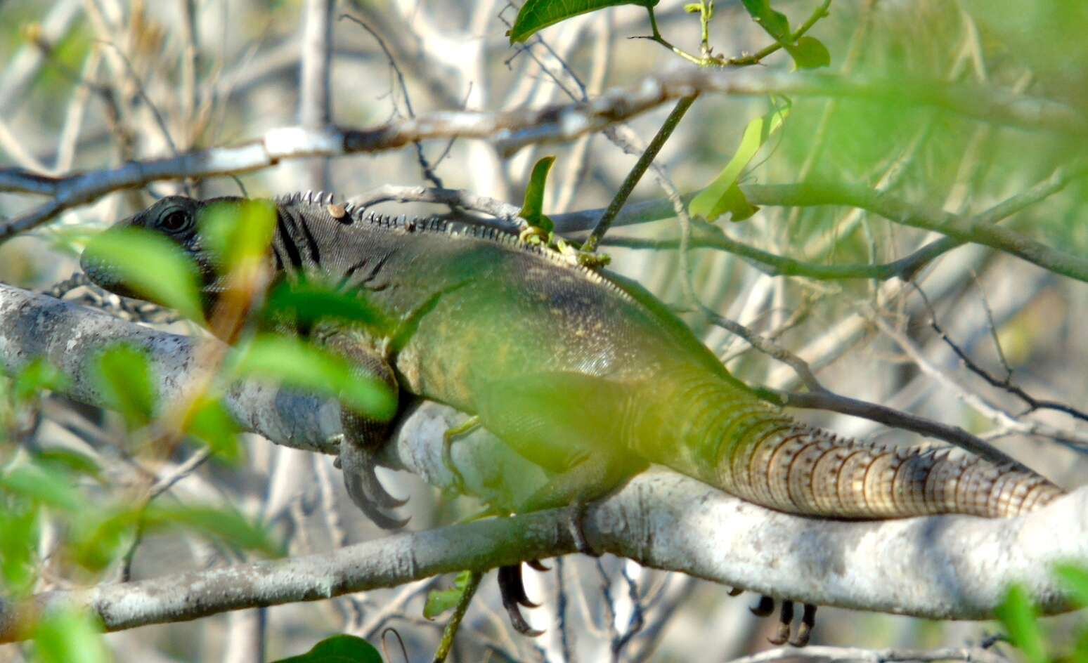 Image of Western Spiny-tailed Iguana