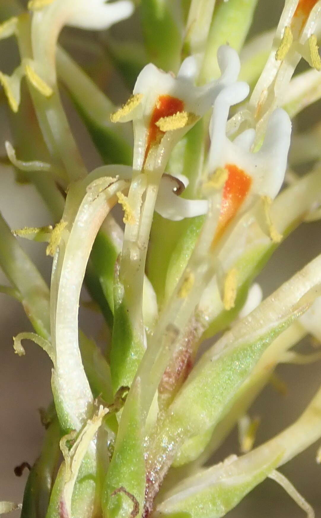 Sivun Hebenstretia integrifolia L. kuva