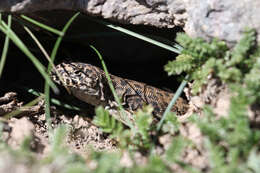 Image of Leopard Tree Iguana