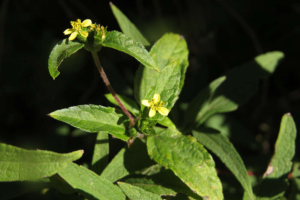 Calyptocarpus brasiliensis (Nees & Mart.) B. L. Turner resmi