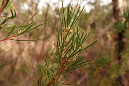 Image of Hakea nodosa R. Br.