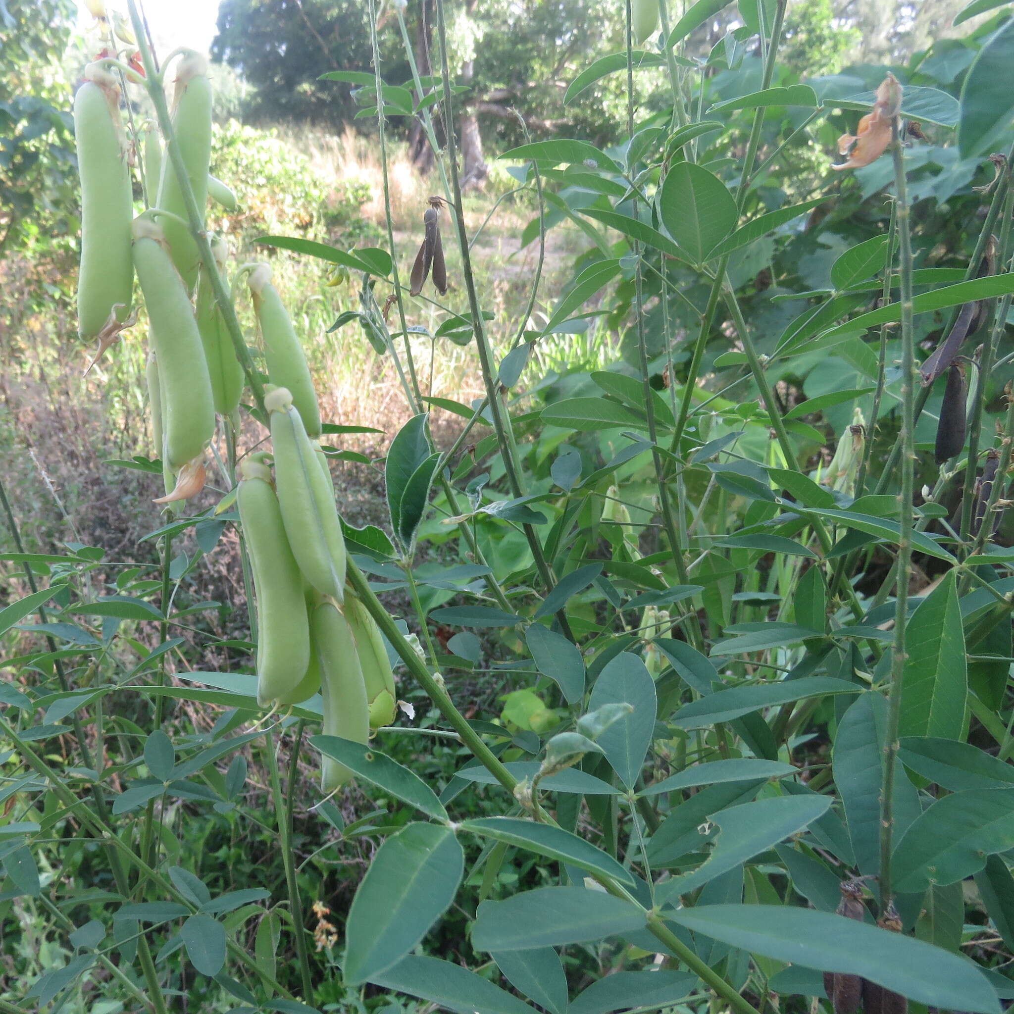 Image of West Indian rattlebox