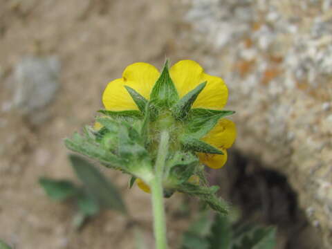 Image of Potentilla recta subsp. pilosa (Willd.) Jav.