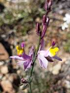 Слика од Rhinotropis desertorum (Brandegee) J. R. Abbott