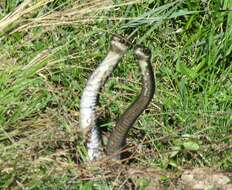 Image of Western whip snake