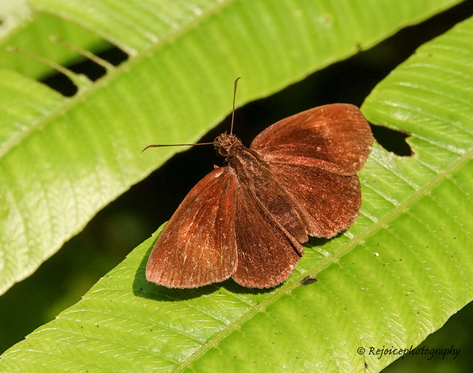 Koruthaialos butleri De Nicéville 1883 resmi