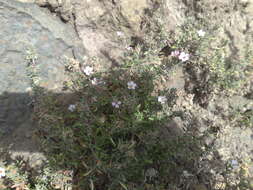 Image of Frankenia ericifolia Chr. Sm.