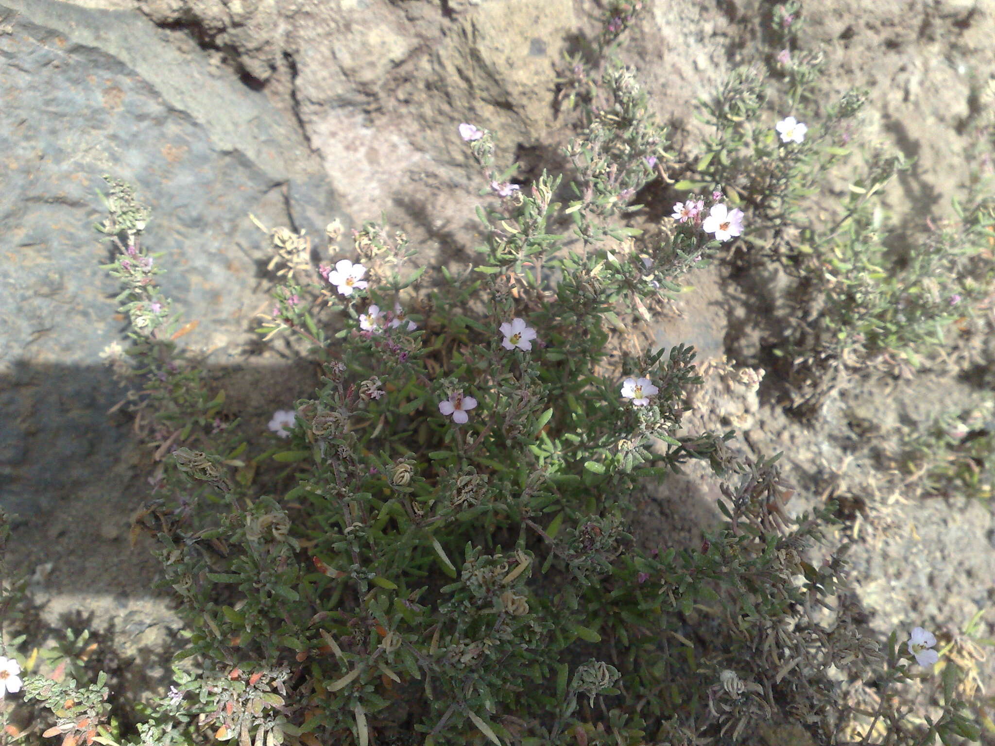 Image of Frankenia ericifolia Chr. Sm.