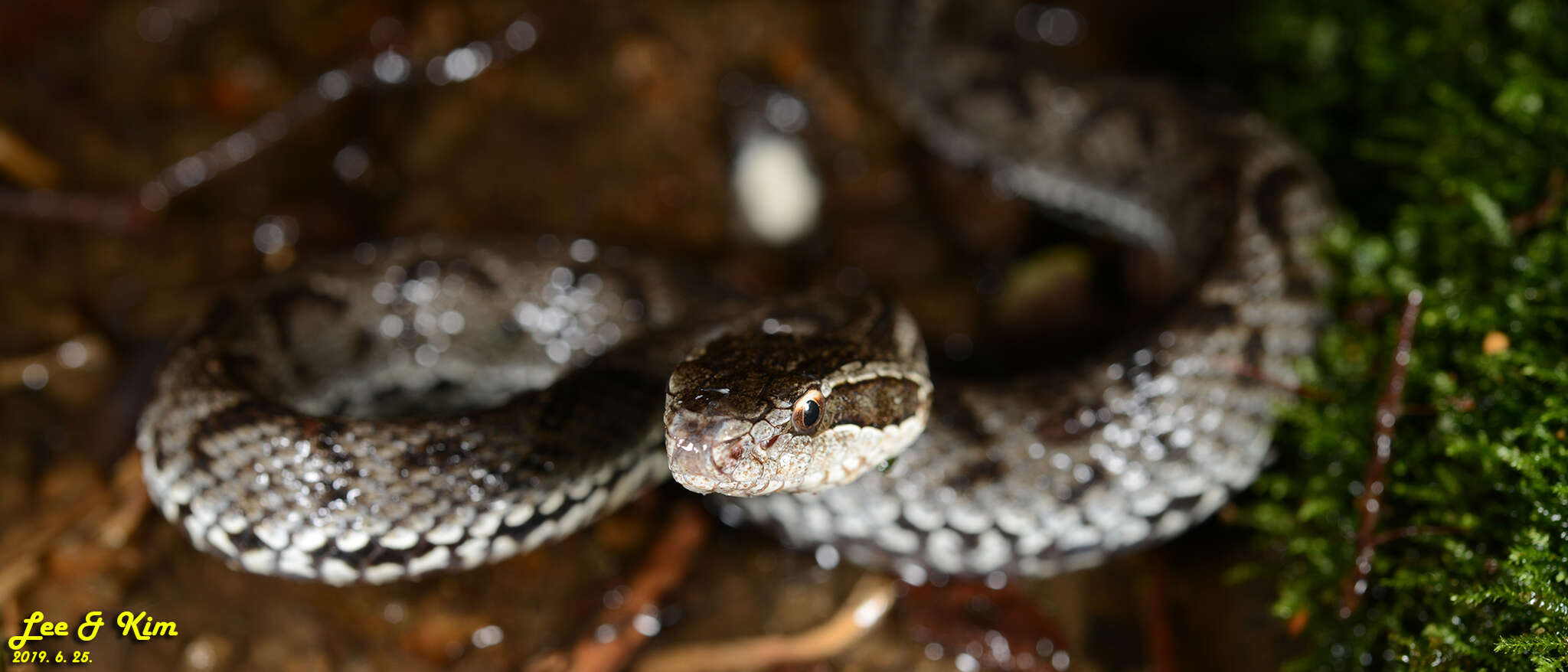 Image of Gloydius tsushimaensis (Isogawa, Moriya & Mitsui 1994)