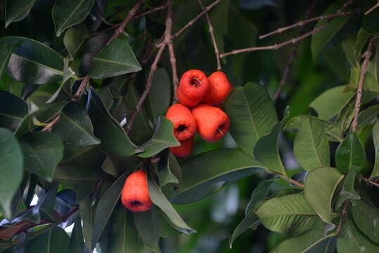 Image de Syzygium taiwanicum Chang & Miau