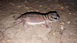 Image of Southern Knob-tailed Gecko
