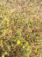 Image of pappose tarweed