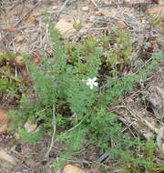 Image of Jamesbrittenia argentea (L. fil.) O. M. Hilliard