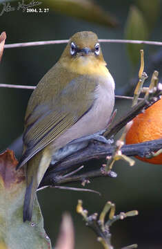 Image of Japanese White-eye