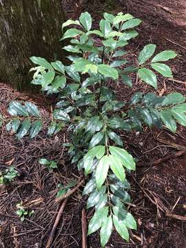 Lasianthus japonicus Miq. resmi