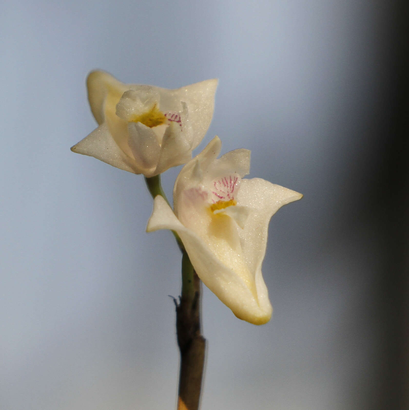 Dendrobium angulatum Lindl.的圖片