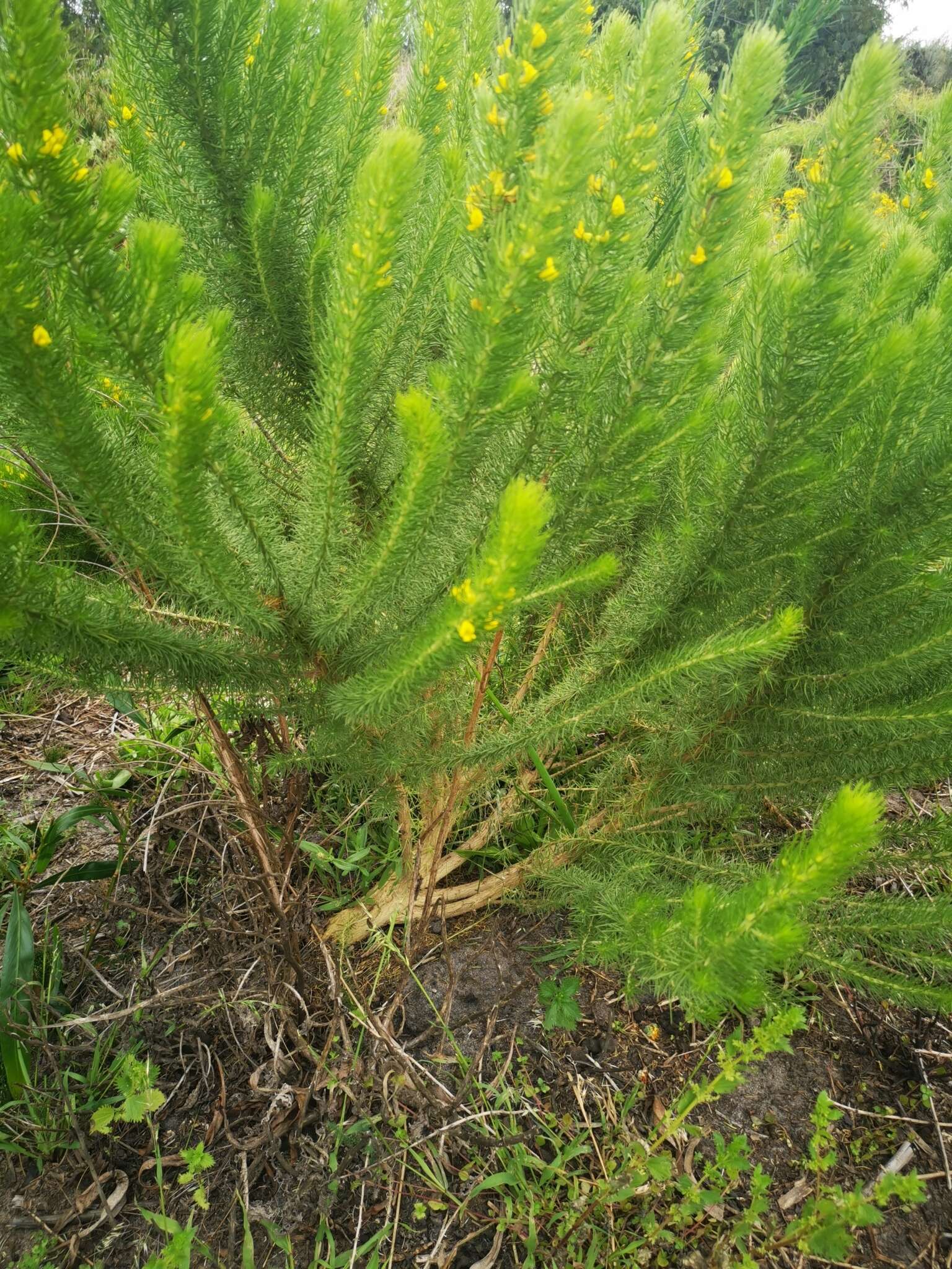 Image of Aspalathus pinguis subsp. longissima R. Dahlgren