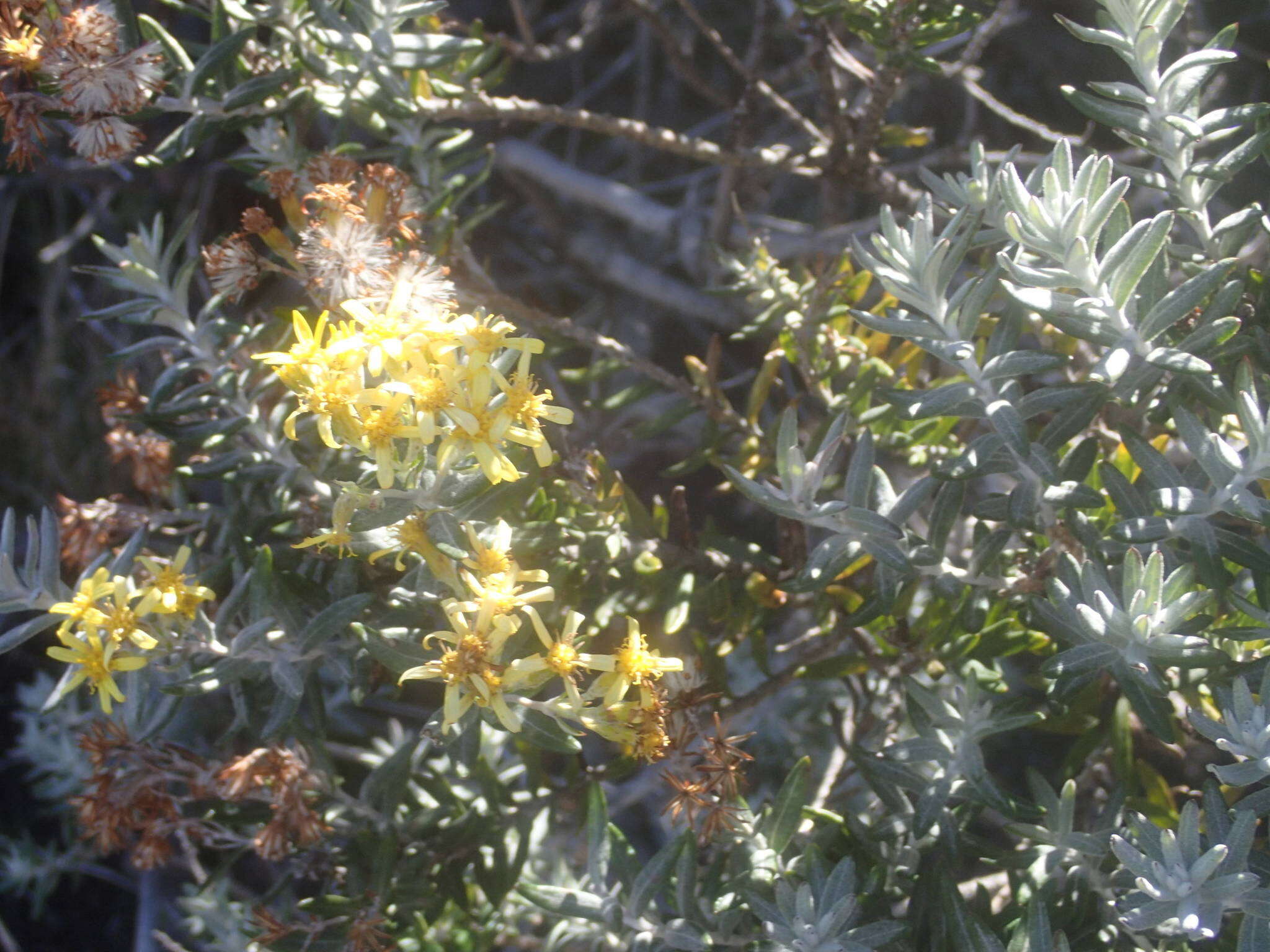 Image of Hubertia tomentosa Bory