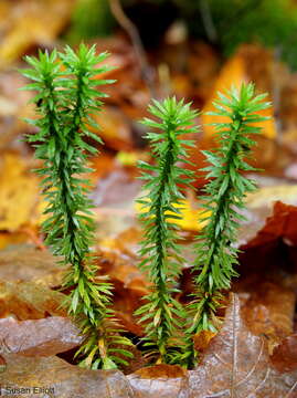 Image of shining clubmoss