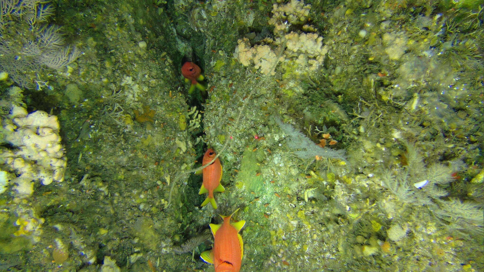 Image of Golden-finned squirrelfish