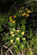 Image of American globeflower