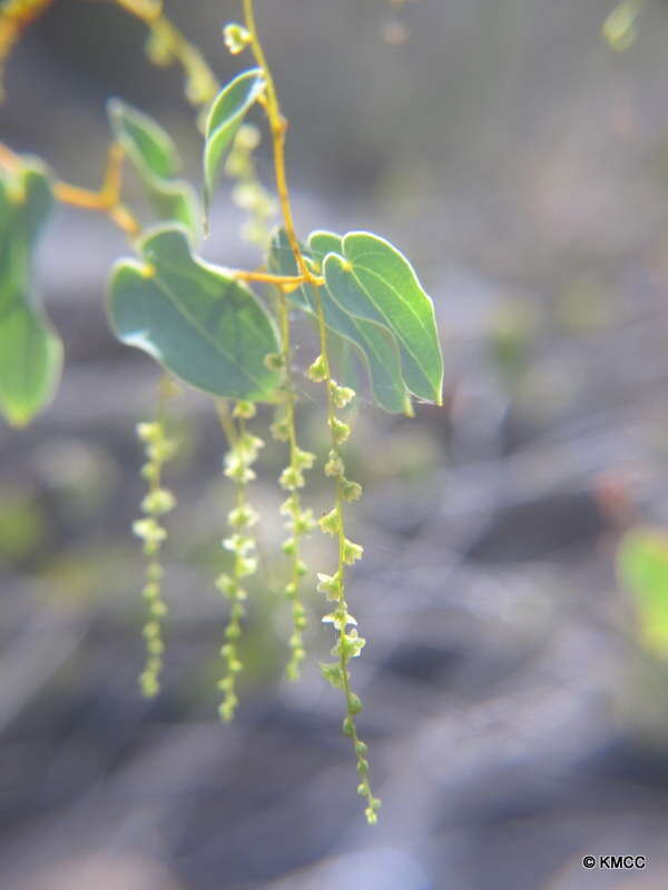 Image of Dioscorea nako H. Perrier