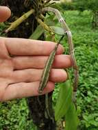 Image of Hooded orchid