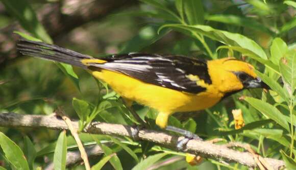 Icterus pustulatus sclateri Cassin 1867 resmi