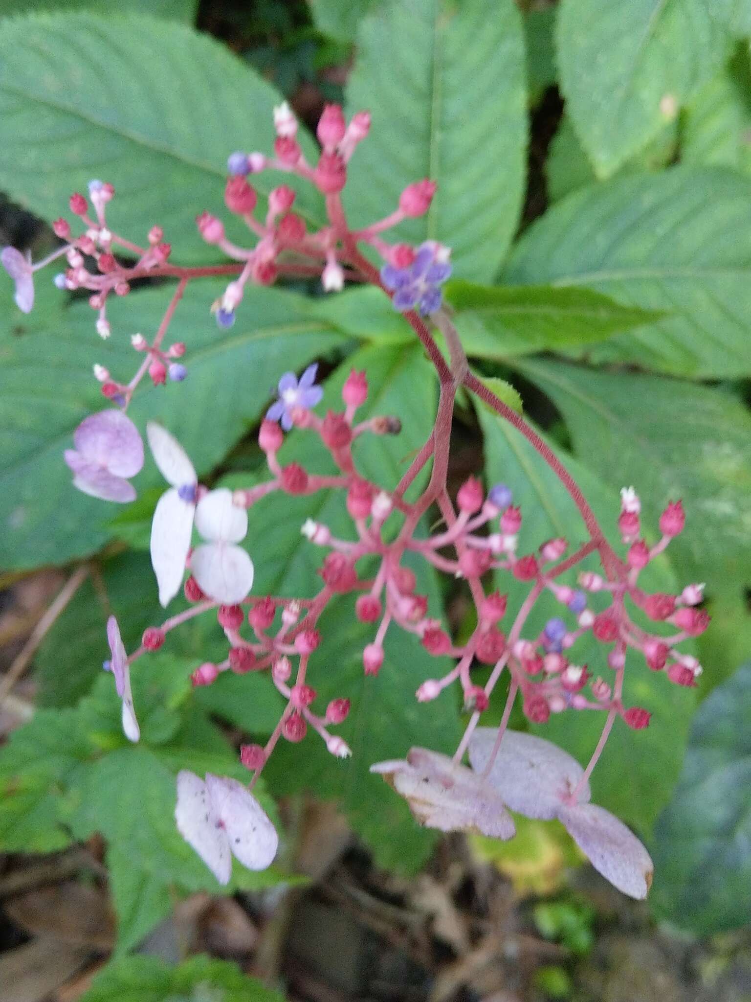 Imagem de Hydrangea densifolia (C. F. Wei) Y. De Smet & Granados