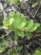 Image of Gymnosporia procumbens (L. fil.) Loes.