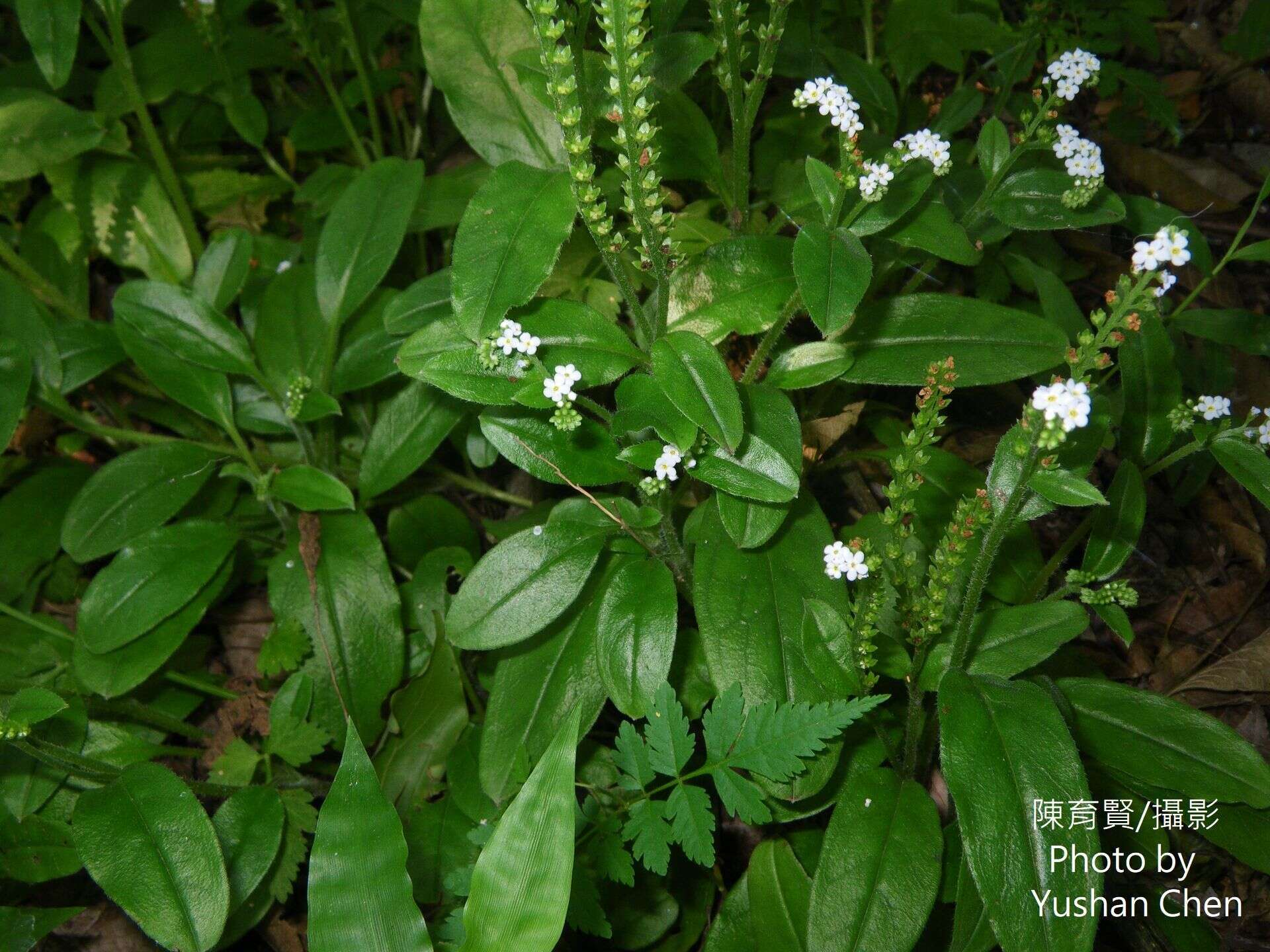 Слика од Trigonotis formosana var. elevatovenosa (Hayata) S. D. Shen & J. C. Wang