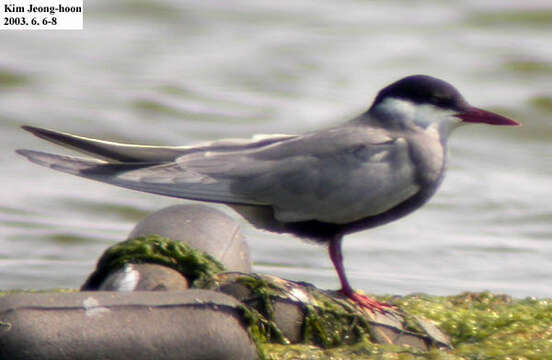 Image of Whiskered Tern