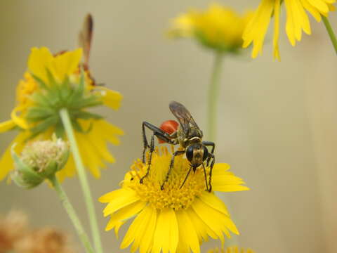 Image of Mud dauber