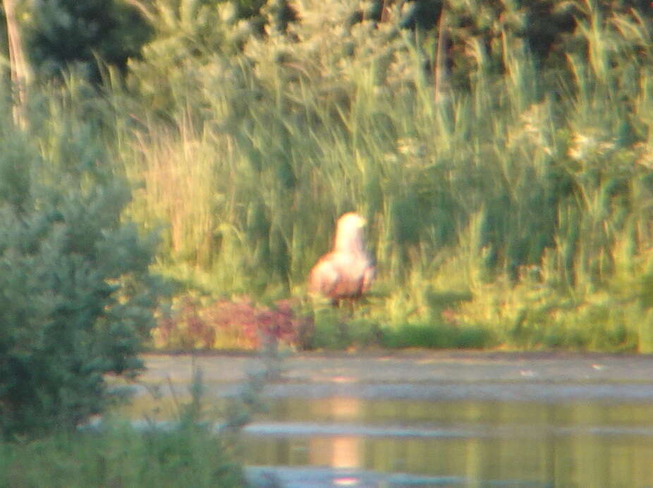 Image of White-tailed Eagle