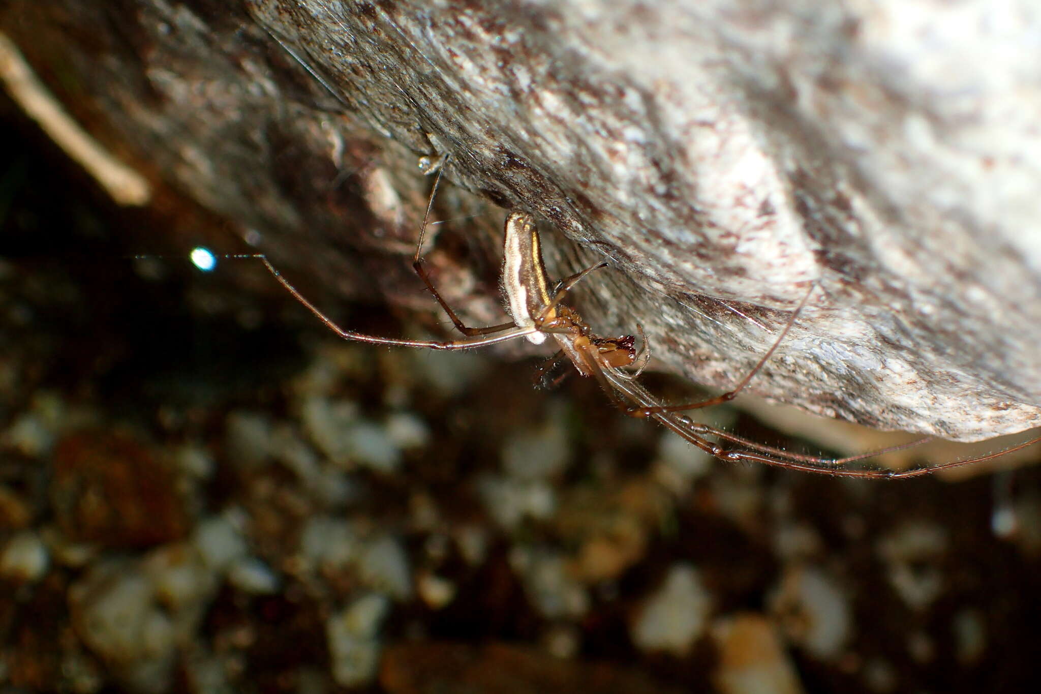 Image of Tetragnatha elongata Walckenaer 1841