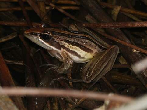 Image of Striped Stream Frog