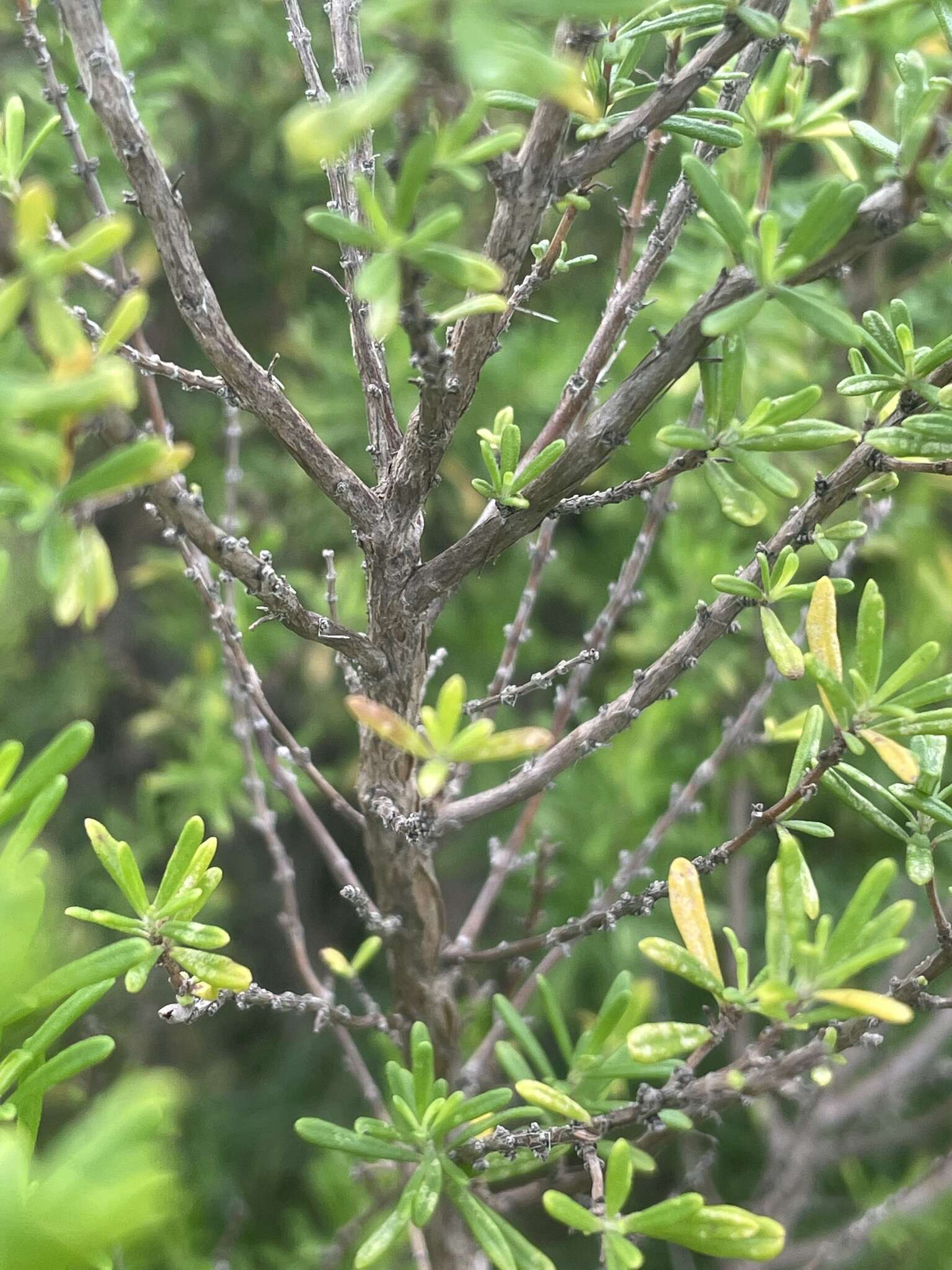 Image of Apalachicola false rosemary