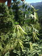 Image of big deervetch