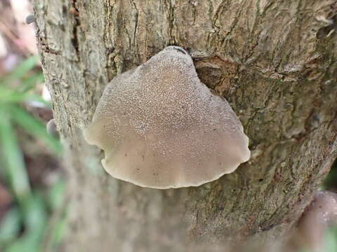 Image of Hohenbuehelia reniformis (G. Mey.) Singer 1951