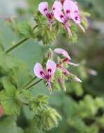 Image of Pelargonium papilionaceum (L.) L'Her. ex Ait.