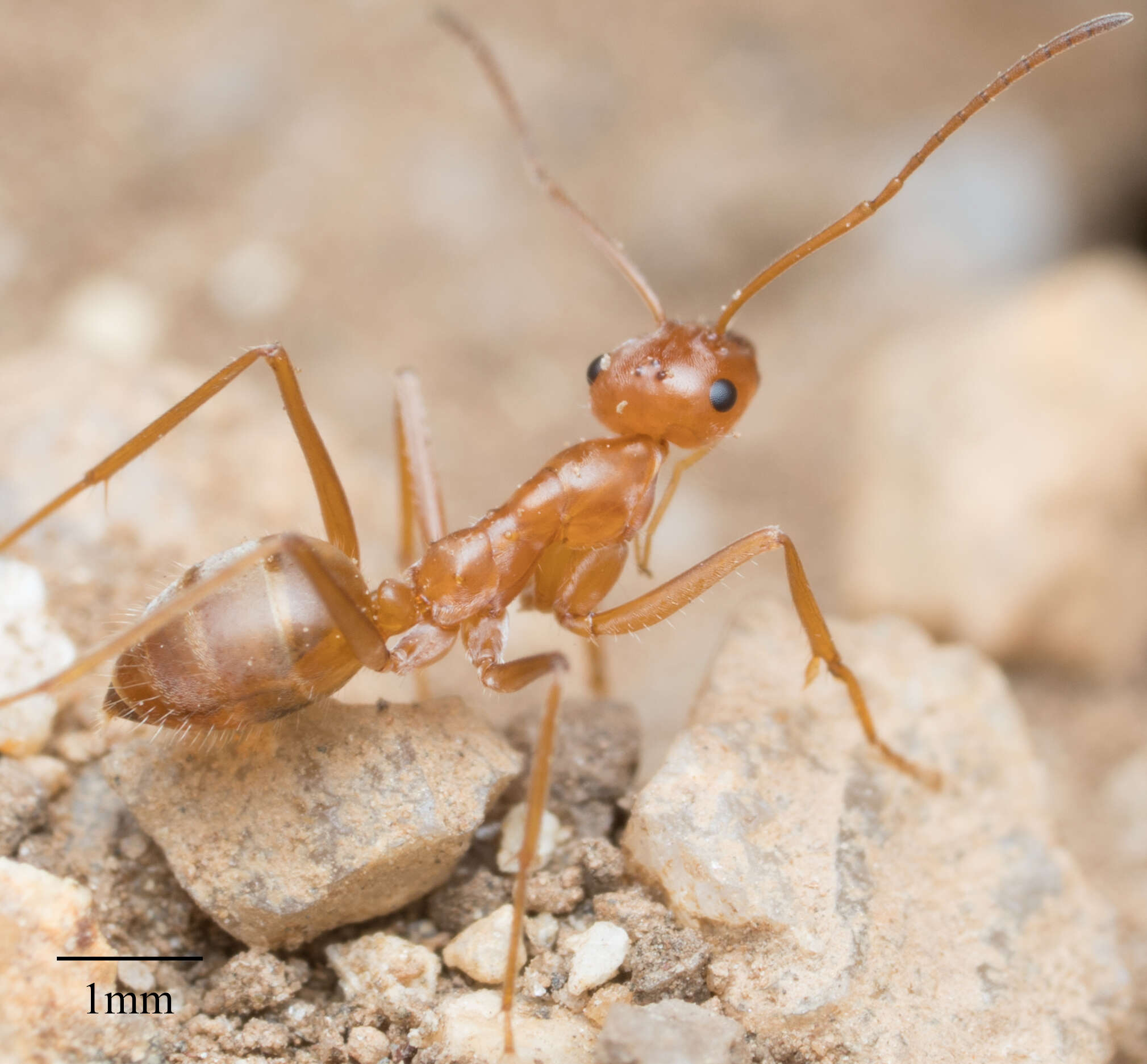 Image of Myrmecocystus wheeleri Snelling 1971