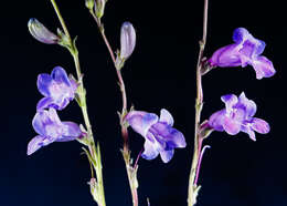 Image de Penstemon dasyphyllus A. Gray