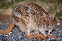 Image of Spectacled Hare Wallaby