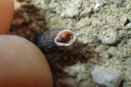 Image of Clausilia rugosa (Draparnaud 1801)