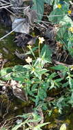 Imagem de Tridax tenuifolia J. N. Rose