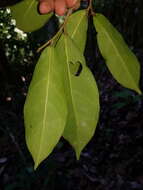 Image of Stephanopodium costaricense G. T. Prance