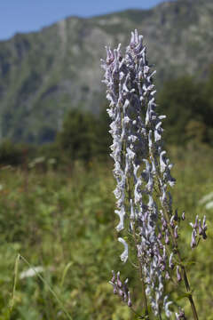 Imagem de Aconitum orientale var. ponticum Rapaics