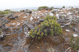 Image of Eucalyptus vernicosa Hook. fil.